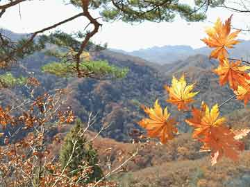 复兴村最新项目，引领乡村振兴的探索与实践